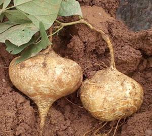 土瓜孕妇可以吃土瓜吗,安全与禁忌解析