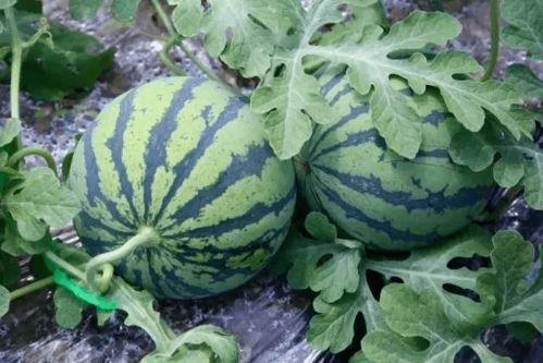 最新的吃瓜教程,揭秘娱乐圈最新热点事件