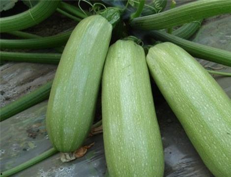 吃瓜的功效和作用,揭秘瓜类食物的神奇功效与作用