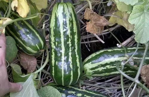 回忆小时候吃瓜,那些年的甜蜜回忆