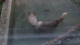 吃瓜狼撕逼,一场网络舆论的狂欢与反思