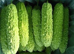 不吃苦吃瓜,品味生活百态