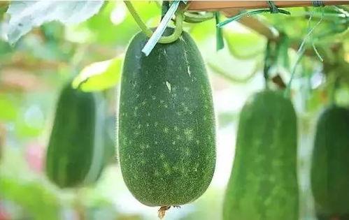 吃瓜说个事,吃瓜群众视角下的娱乐圈风云