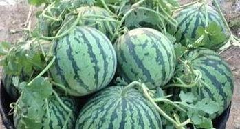 上海饭店吃瓜,品味都市风情