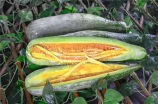 网红吃瓜员,带你领略娱乐圈风云变幻