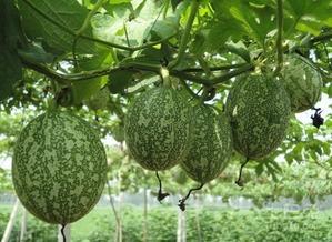吃自家瓜图片大全